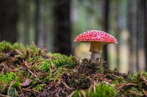 lezing-rob-vereijken
